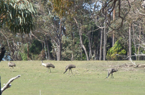Emu's on property