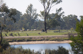 Kangaroos at dam